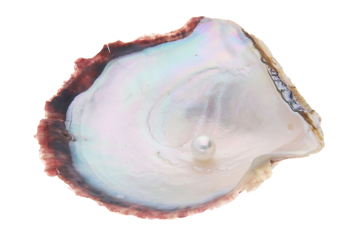 アコヤ真珠の母貝