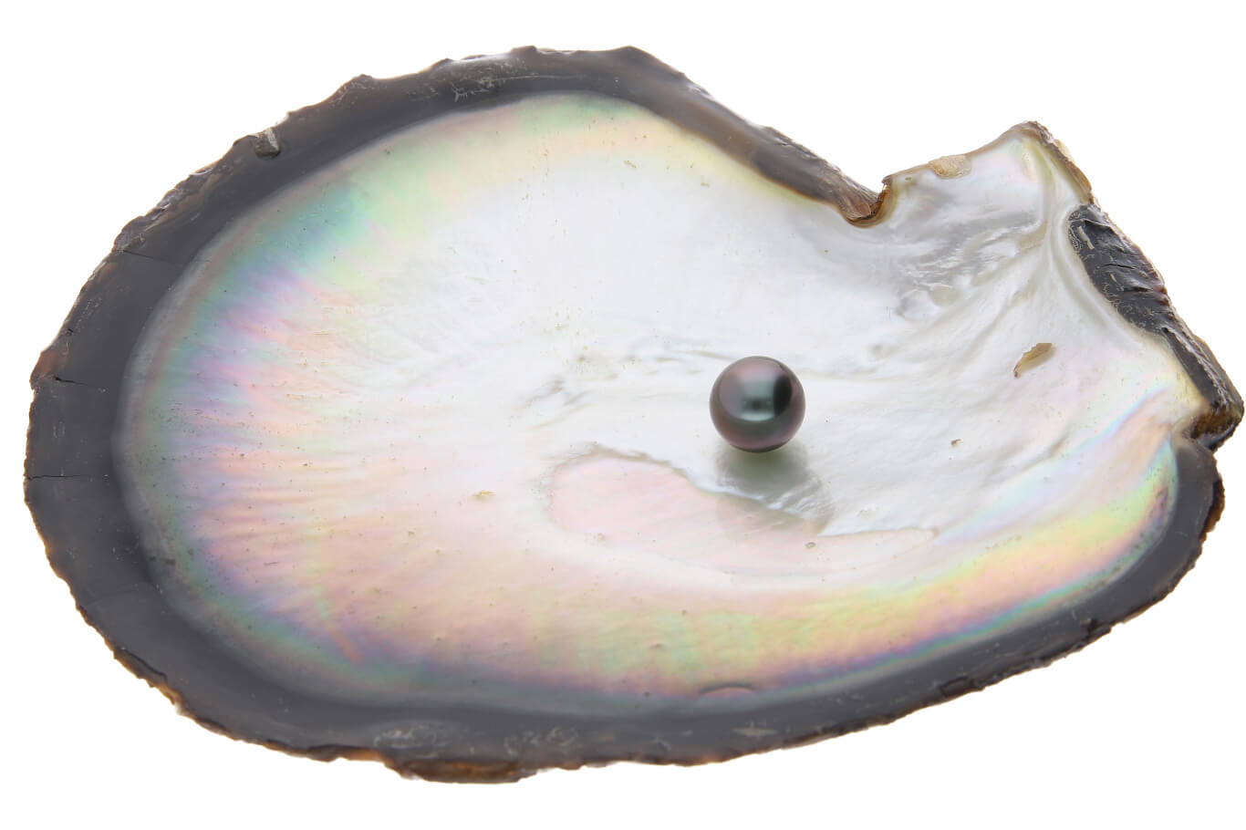 クロチョウ真珠の母貝