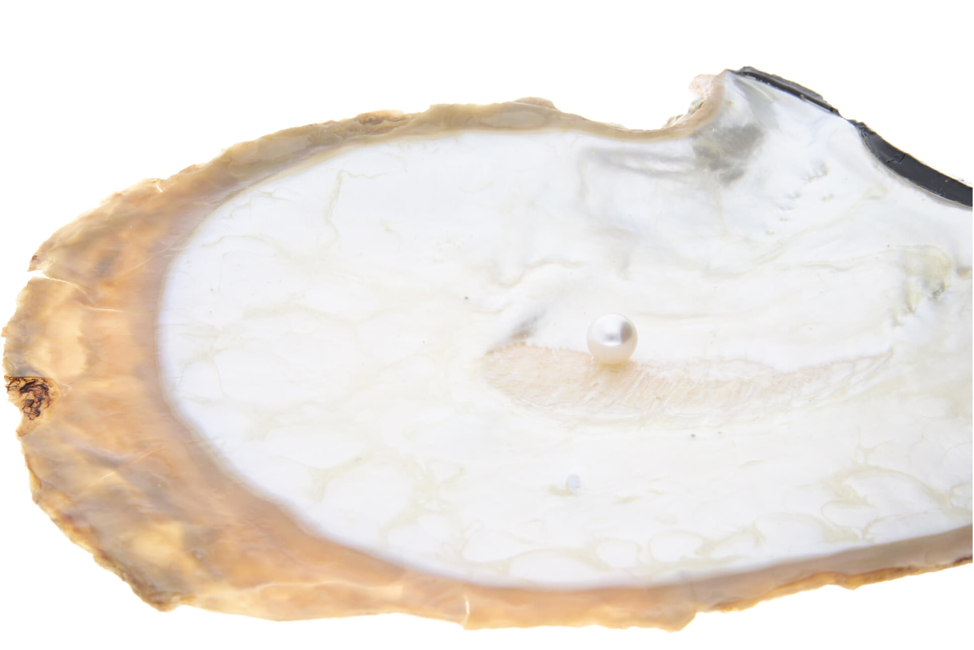 シロチョウ真珠の母貝